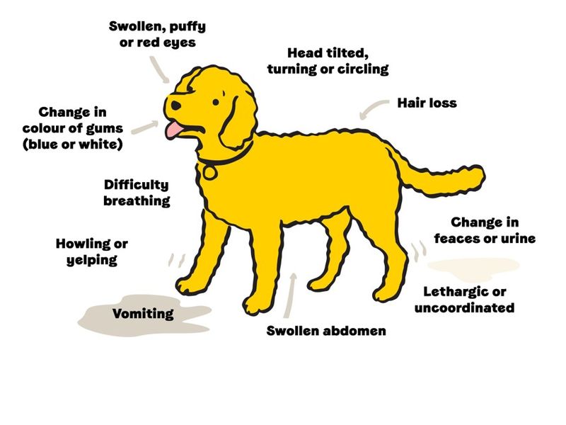 how do you tell if my puppy is ill