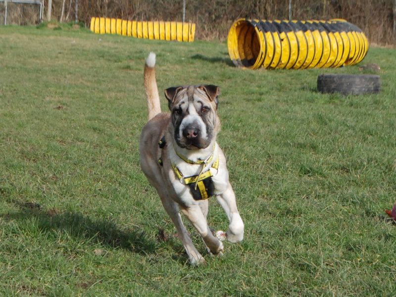 Bertie a tri-colour Shar Pai mix, running in the dog garden with yellow tunnels behind him. 