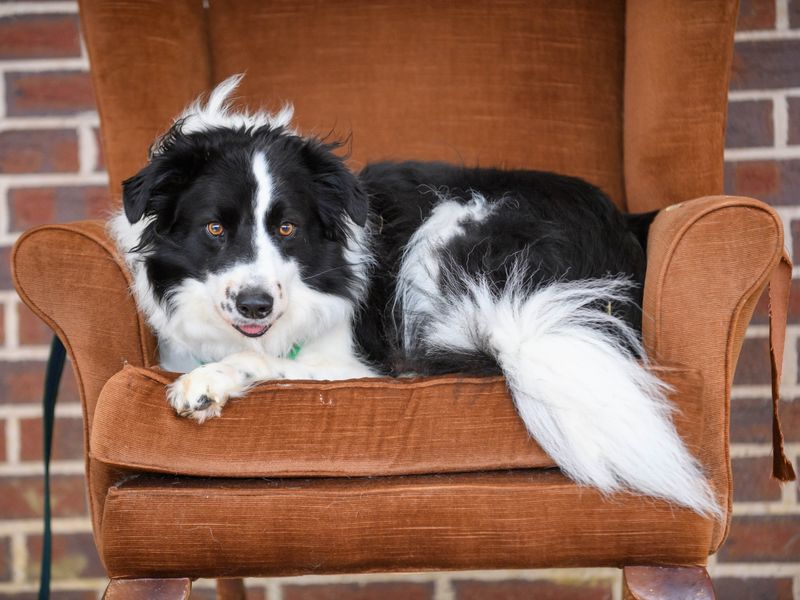 Dogs trust deals border collie