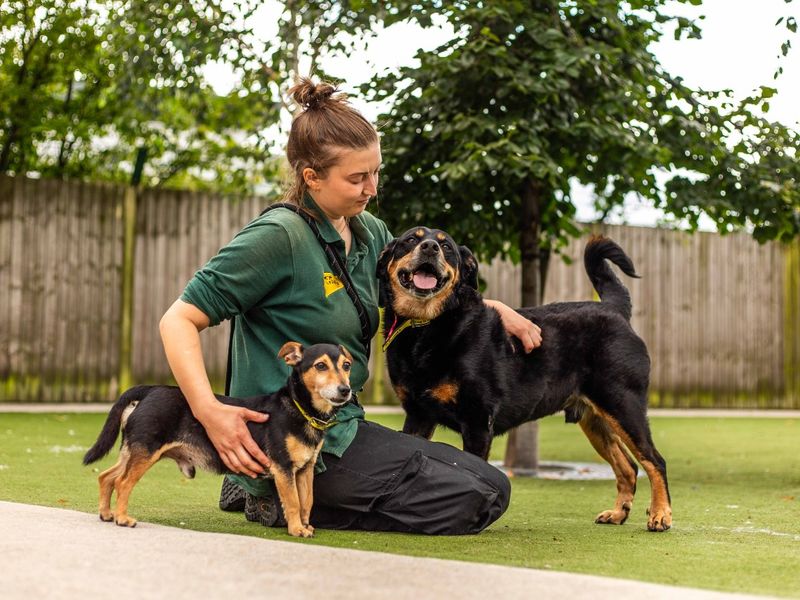 Chops a black and tan Rottweiler and Jack a black and tan Jack Russell Terrier, posing and hugging canine carer in the garden. 