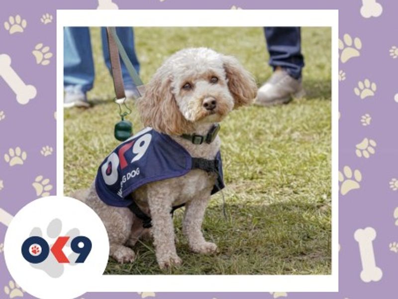 OK9 dog Barney a golden cockerpoo cross with a OK9 vest blue vest on. 