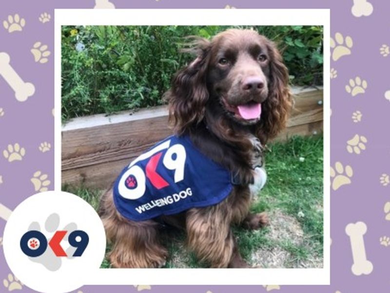 OK9 dog Charlie a chocolate cocker spaniel, with a OK9 vest blue vest on. 