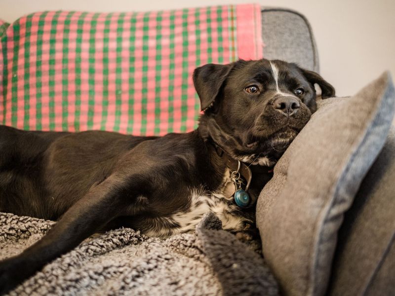 Dave Adult crossbreed, inside at home lying down relaxing on a sofa.