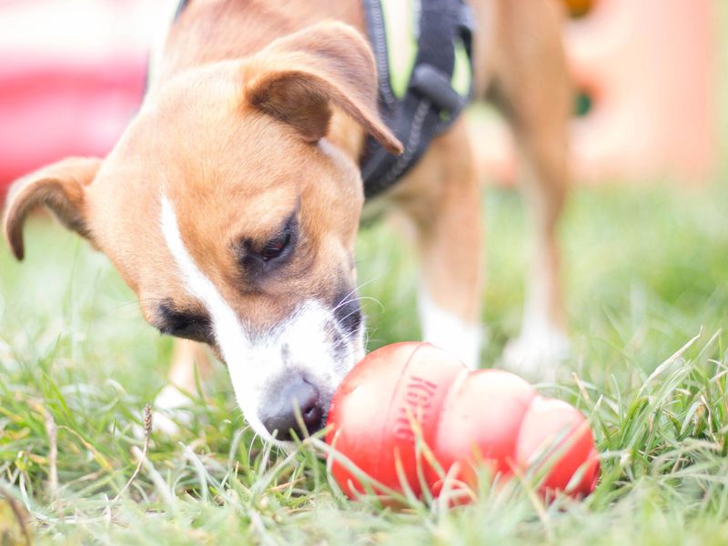 Jack Russell Terrier cross dog, outside, engaging in enrichment with Kong.