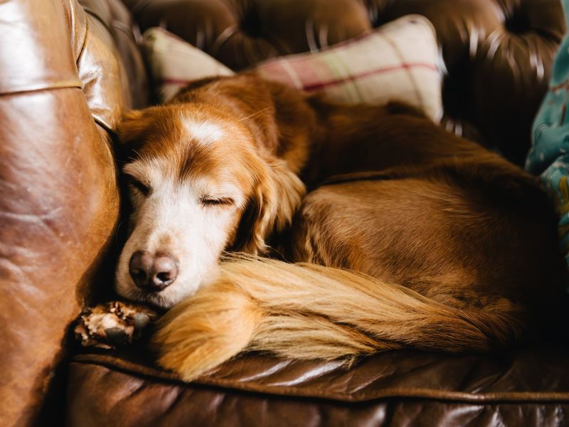 Mac senior crossbreed dog, snoozing on the sofa, relaxing at home.