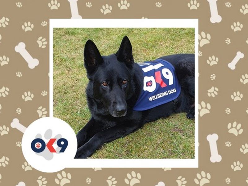 OK9 dog Gus a black German Shepherd with a OK9 vest blue vest on. 