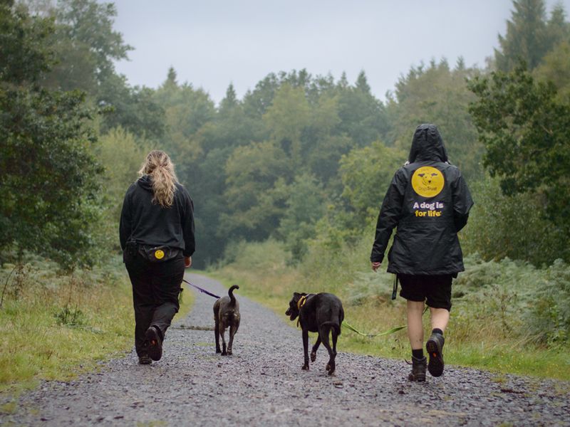 Dogs Trust canine carers take two dogs for a woodland walk
