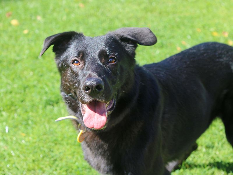 Underdog Duggie smiles against a grass background