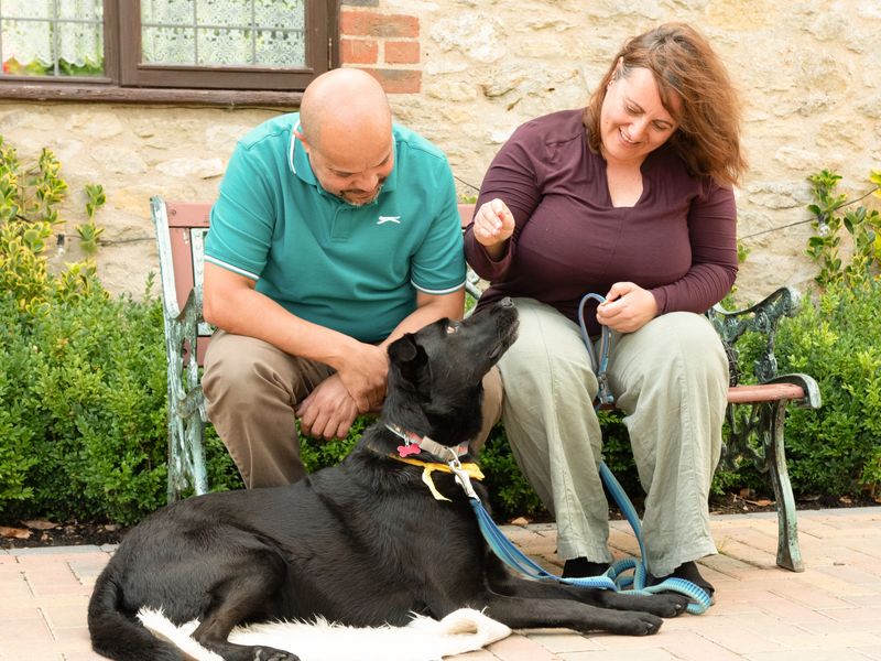 Bear a black crossbreed dog, sitting on the floor whilst his new owners sit on a bench looking down at him. 