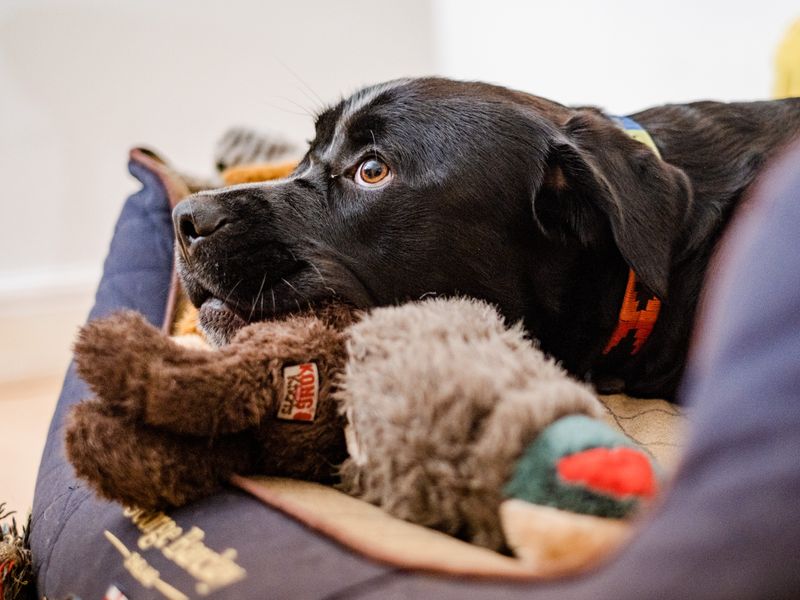 Dave the Crossbreed snuggles up to a toy at Dogs Trust Snetterton