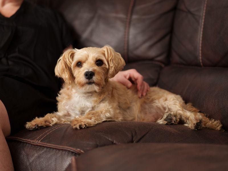 Doodles a sandy crossbreed dog, sitting on a brown leather sofa with a lady sitting with one hand on the dog.