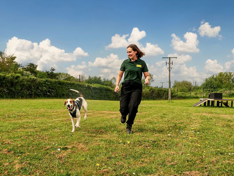 Maple the trailhound enjoys exercise at Dogs Trust Harefield