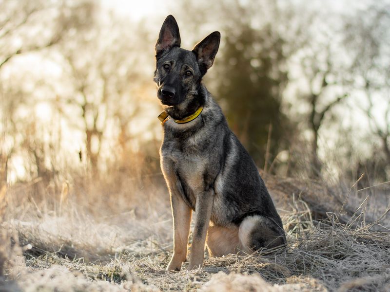 Piper, a German Shepherd sitting looking at the camera in frosty field at Kenilworth RC.