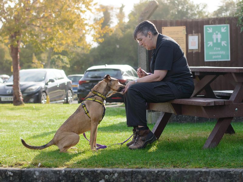 Dogs trust kenilworth worker Jo, sitting on a wooden bench enjoying a treat break with a tan adult long-term dog called Jaymee (now Mimi).