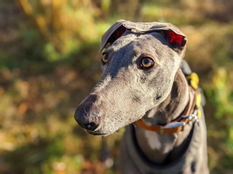 Mr Blue Sky the Greyhound