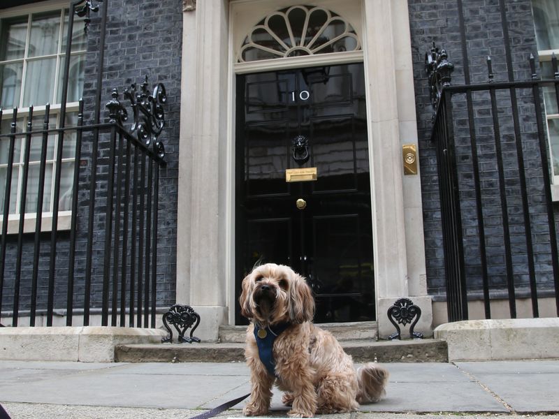 Waffle campaigns for Dogs Trust outside number 10
