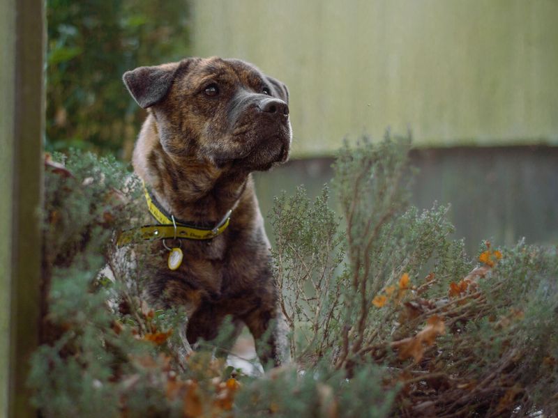 Buster the mixed breed dog enjoys sits in a garden at Dogs Trust Kenilworth