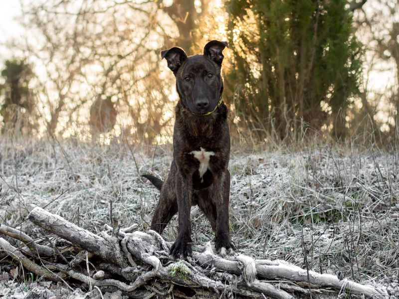 Freddie the Crossbreed in a wintry forest