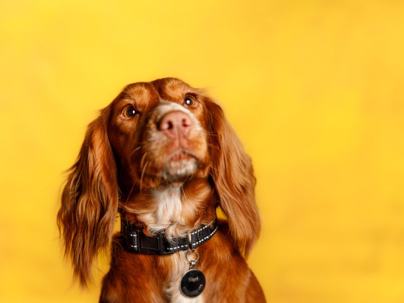 Photo of a red Cocker Spaniel dog looking up, behind a mustard yellow background.