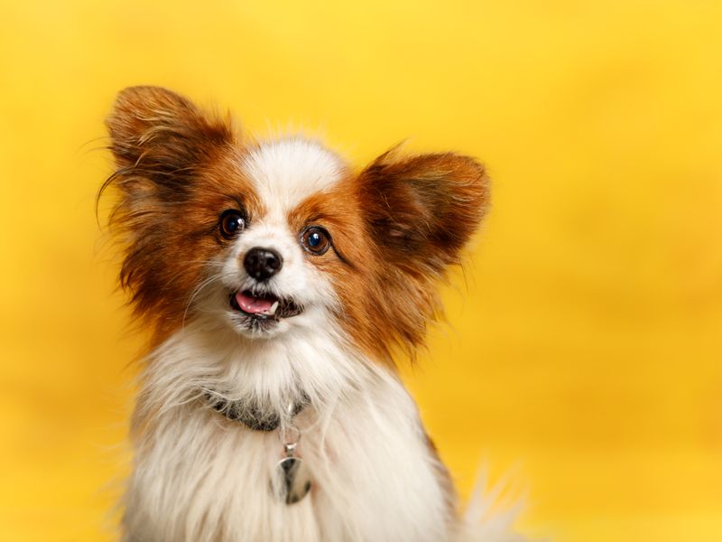 Papillion orange and white dog behind a yellow background.