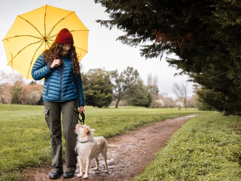 Woman wearing a blue ribbed raincoat and red woolly hat. She is holding a yellow umbrella and walking a white long-coated terrier dog along a green, park path.