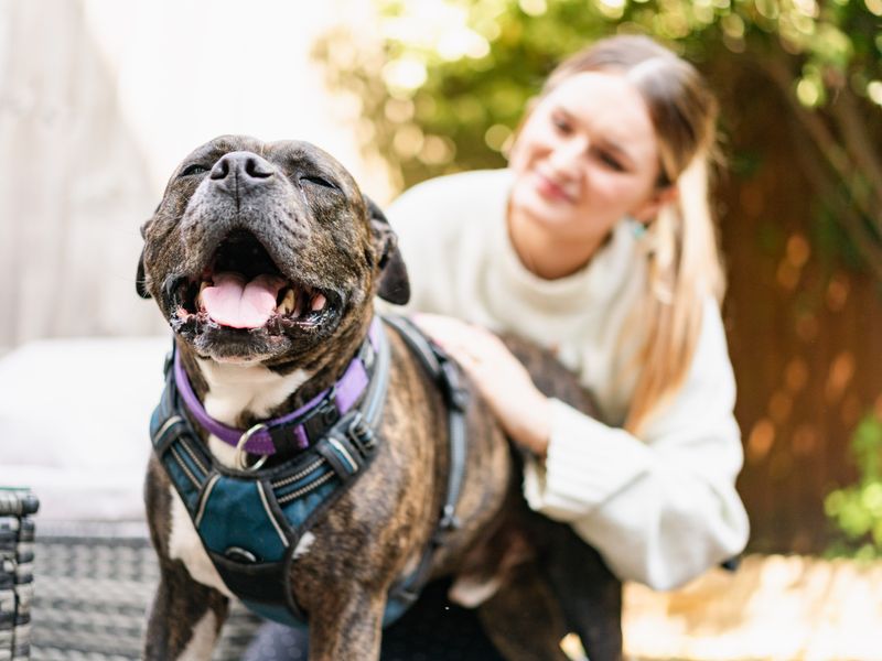 Saffron the Staffie and her owner are reunited on a sunny street