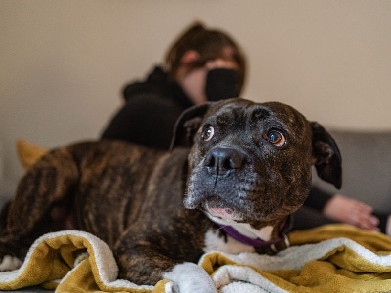 Saffron the Staffie appears anxious sitting in the living room of a house