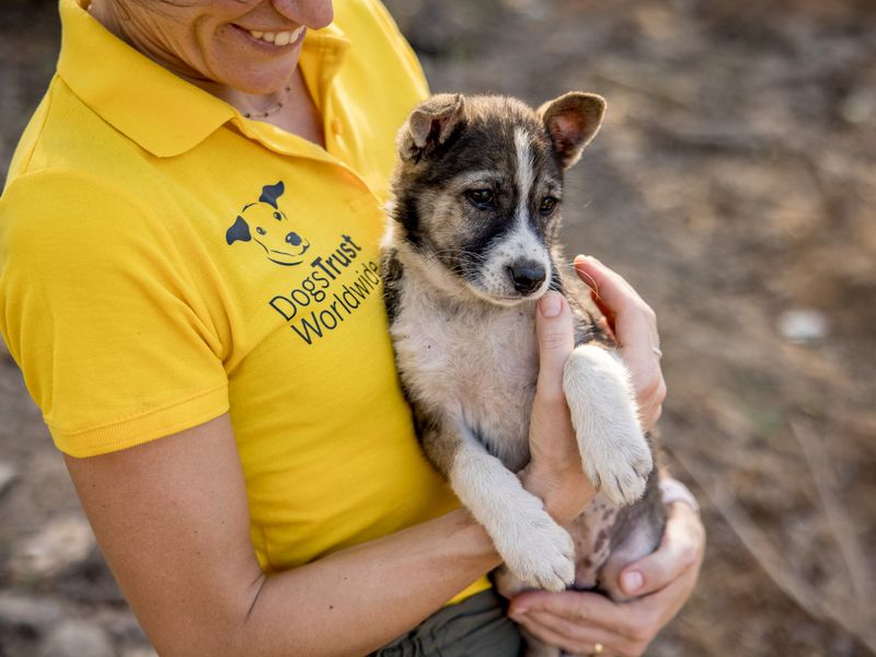 Lady in a yellow dogs trust worldwide polo shirt, holding a small tri-coloured puppy in her arms and smiling down at it.