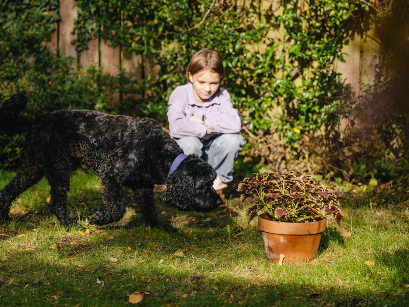 Black cockapoo and child in a garden