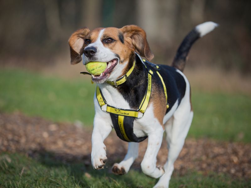 Beagle-type dog running outside with ball in its mouth, wearing a yellow and black DT harness.