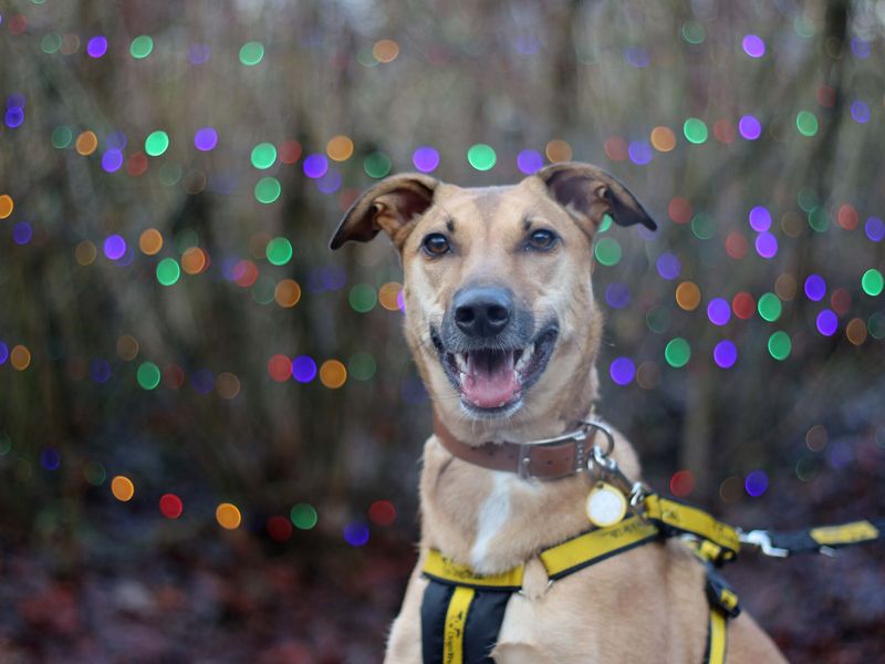 Bree the tan lurcher cross, wearing a yellow harness with brightly-coloured fairy lights in the background.