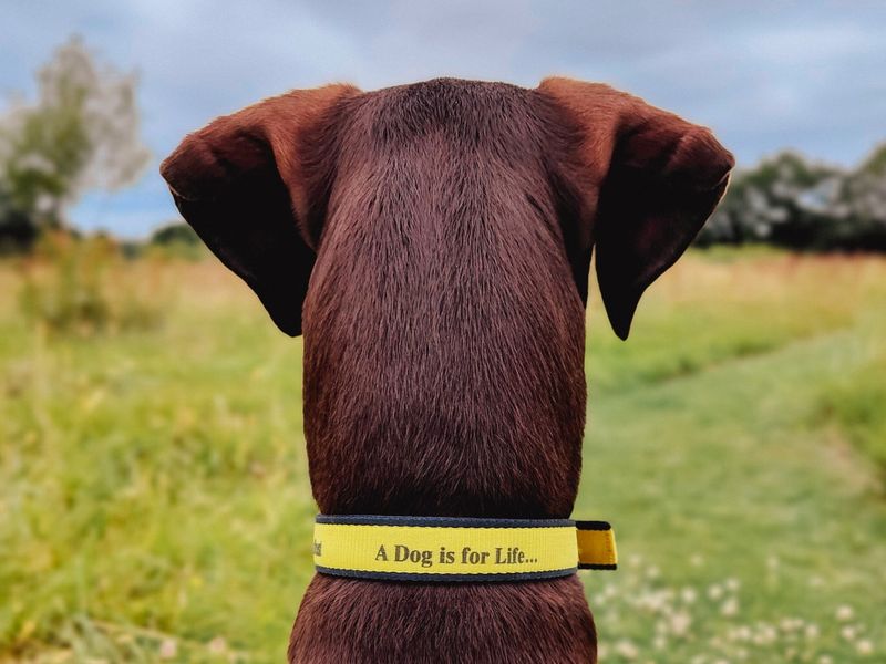 Photo of the back of a Brown dog's head with a field in the distance, wearing a yellow collar with our Dogs Trust slogan 'a dog is for life' branding.