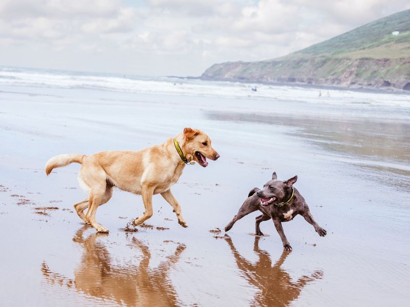 A golden retriever and a grey staffie running and playing on the beach.