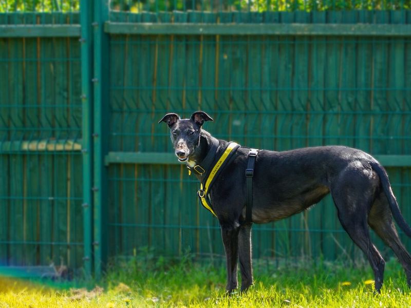 Adult black greyhound dog, outside in a field on a sunny day.