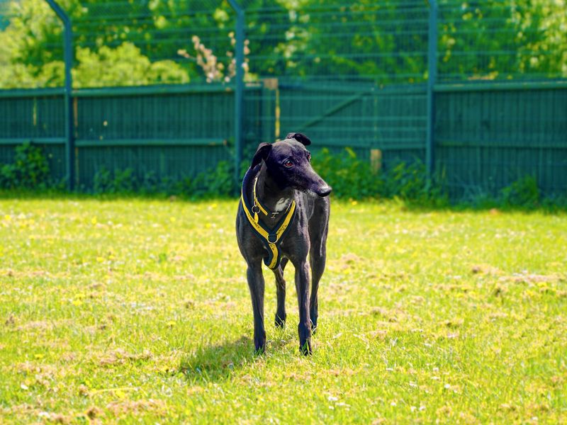 Esther the black greyhound enjoying the sun outside in a green field.