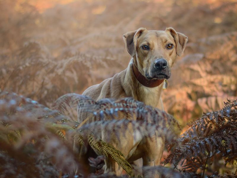 George a crossbreed tan dog, standing in an autumnal brown forest scene.