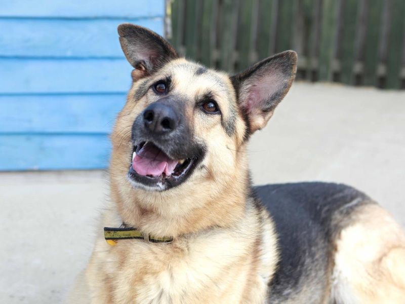 German Shepherd type dog sitting and looking just above camera.