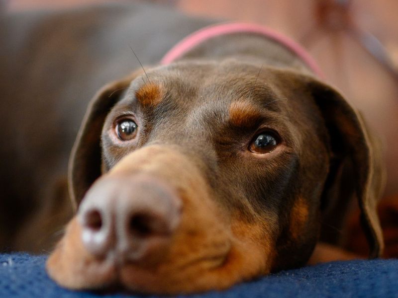 Close up head shot of Jake the Dobermann underdog lying down on a blue blanket on a brown leather sofa.