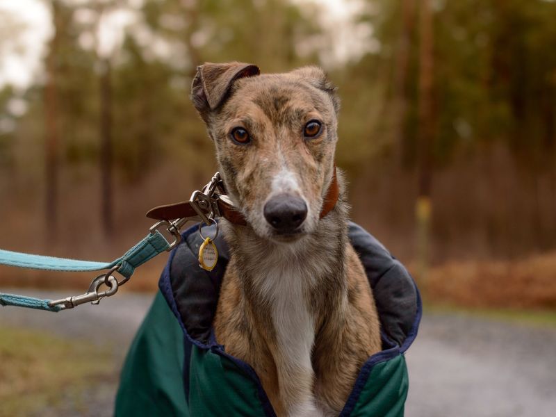 Marty a brown brindle Lurcher, wearing a teal green and navy coat and a blue lead. He's looking at the camera whilst on a winter's walk in the park.