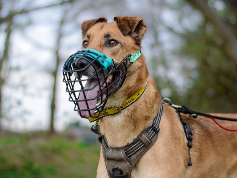 Mastiff muzzle best sale