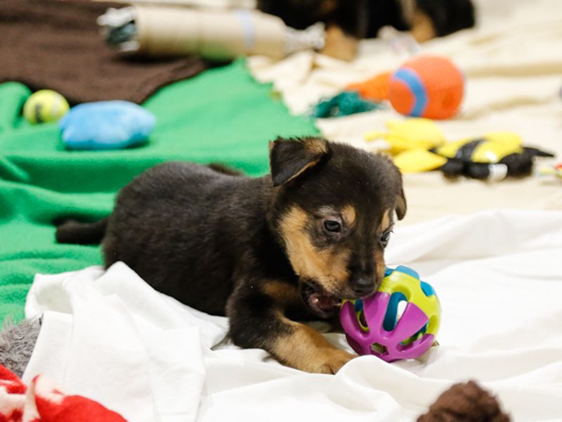 A black and tan puppy chewing on a purple ball dog toy while lying on blanket.