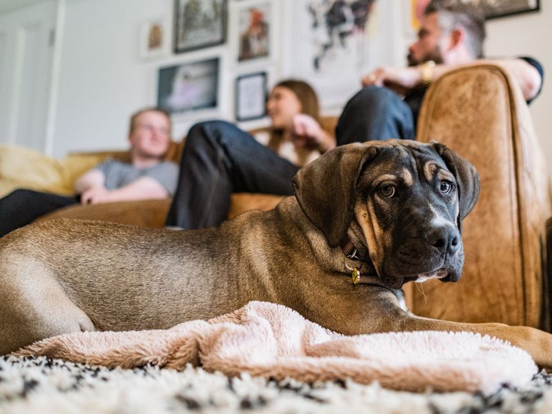 Red a large tri-coloured crossbreed puppy, sitting on a rug on the floor with his family in the background chilling on a brown leather sofa.