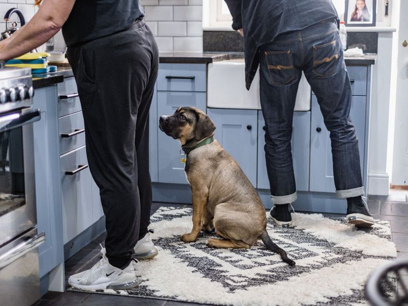 Red the crossbreed puppy, looking up at a man and a women in the kitchen cleaning the counter tops.