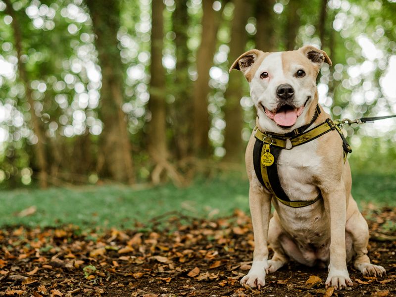 Tan and white Staffie dog type with harness, smiling by trees at Salisbury Rehoming Centre.