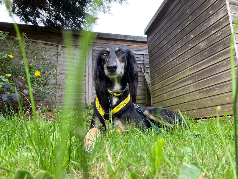 A black and tan Saluki dog, laying down in some grass relaxing in the garden.