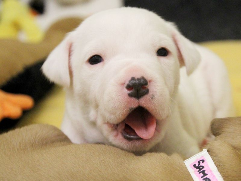 Tiny yawning white Staffordshire Bull Terrier puppy.