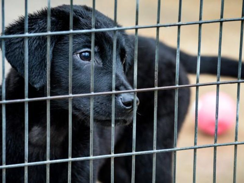 Tara a black Labrador puppy in a kennel with the bars showing.