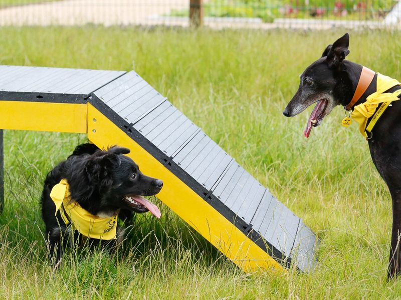 A senior black Greyhound and a small black Crossbreed, playing outside in the Cardiff rehoming centre dog playground near a black and yellow agility bridge. They are both wearing Dogs Trust yellow bandanas.