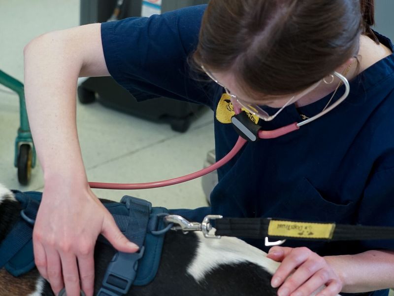 A vet at Dogs Trust Harefield gives a Trailhound a vet check with a stethoscope.