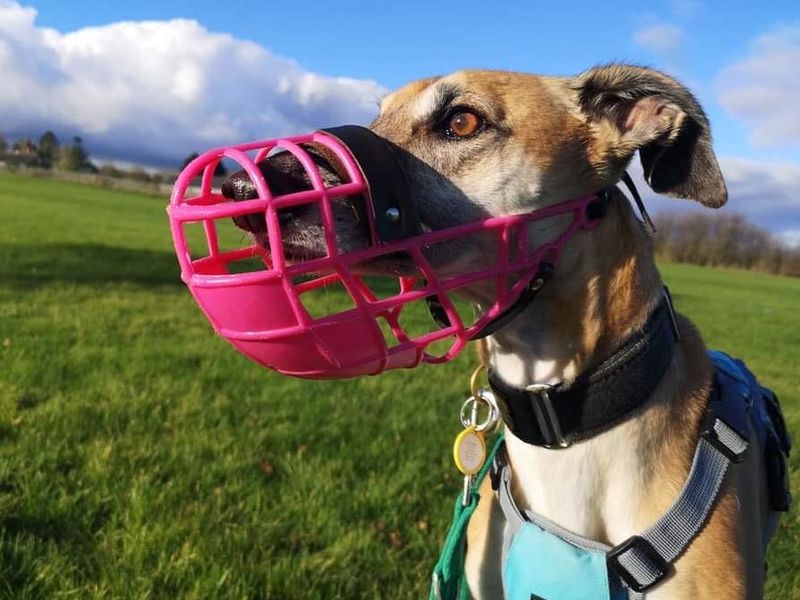 Whippet tan dog, wearing a pink muzzle in a grass field.